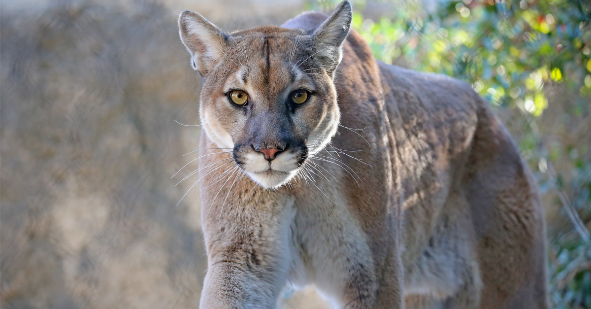 Puma