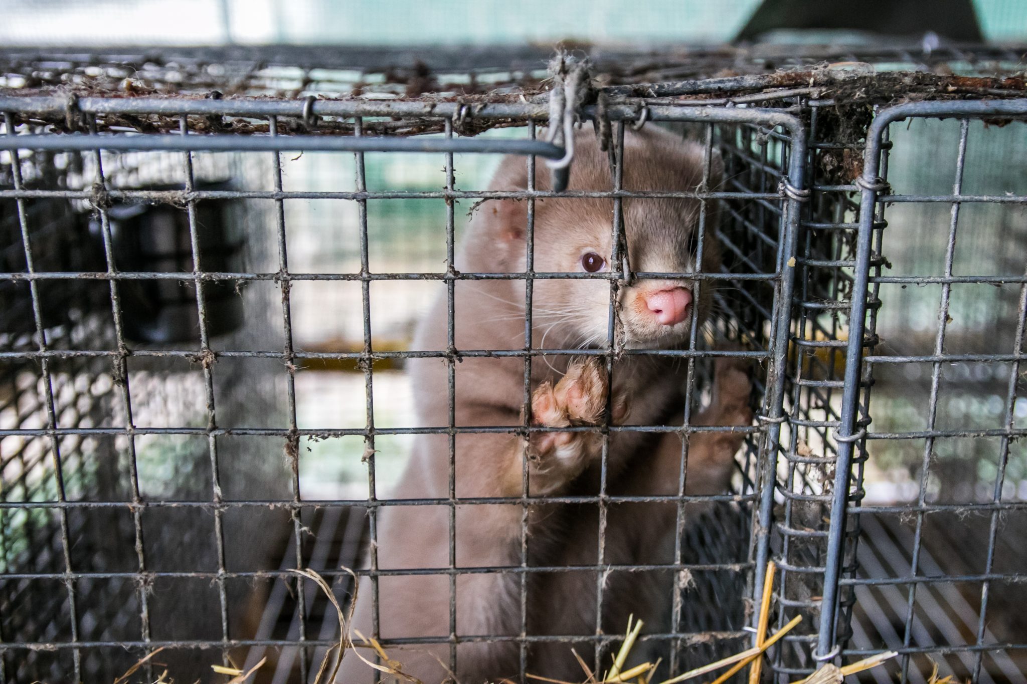 Minkavlere desperate: Har ikke fået kompensation for mink endnu