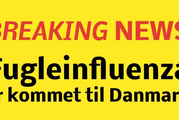 BREAKING: Fugleinfluenza i Danmark