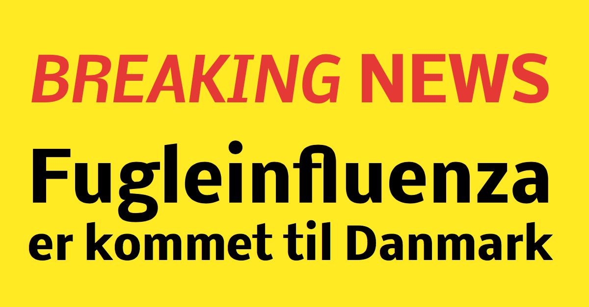 BREAKING: Fugleinfluenza i Danmark