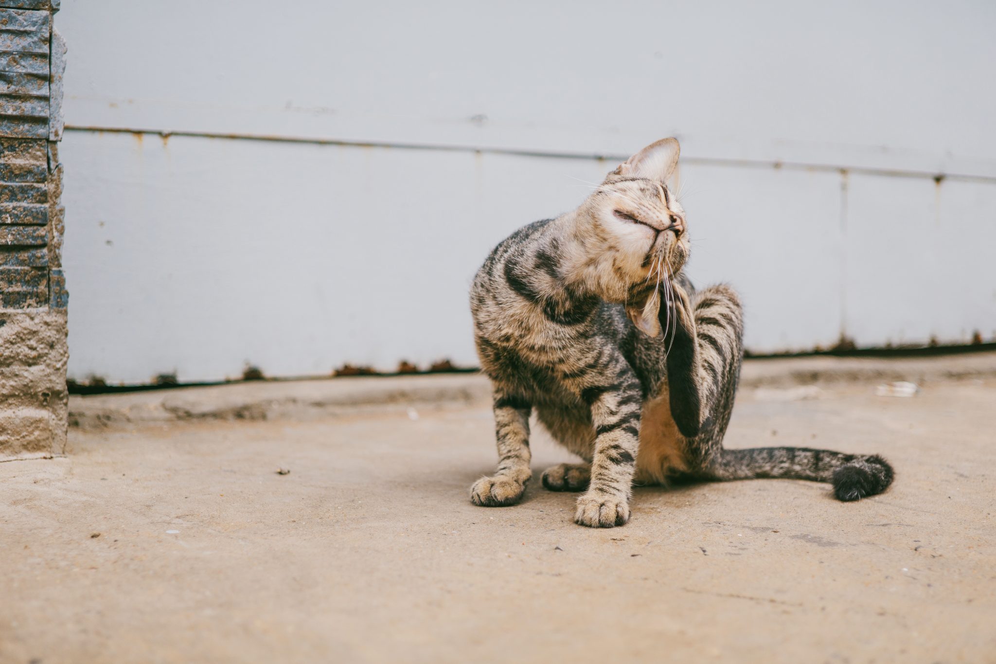 BREAKING: Katte bliver også aflivet på minkfarme