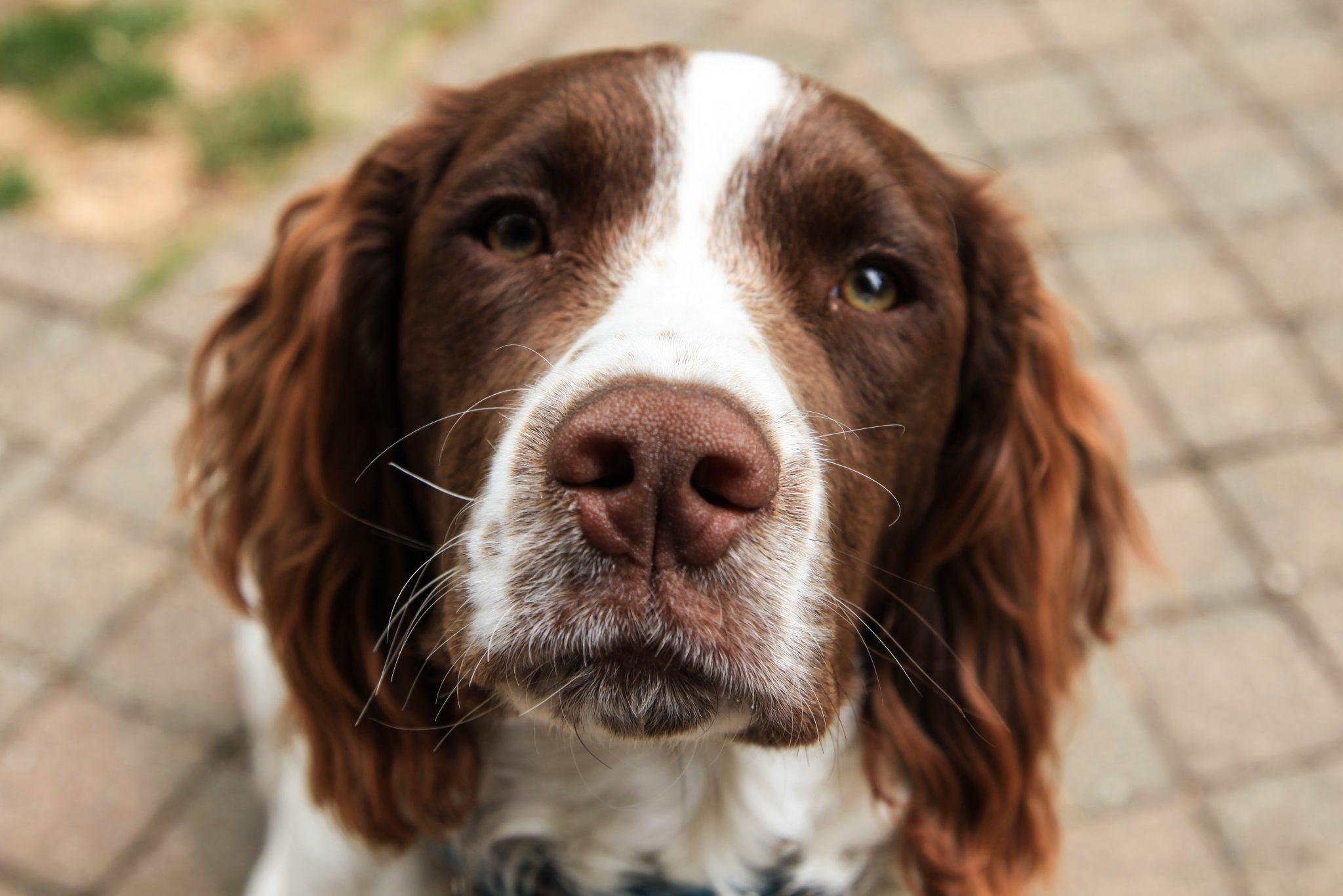 Hund løb ind i privat have og blev skudt i halsen