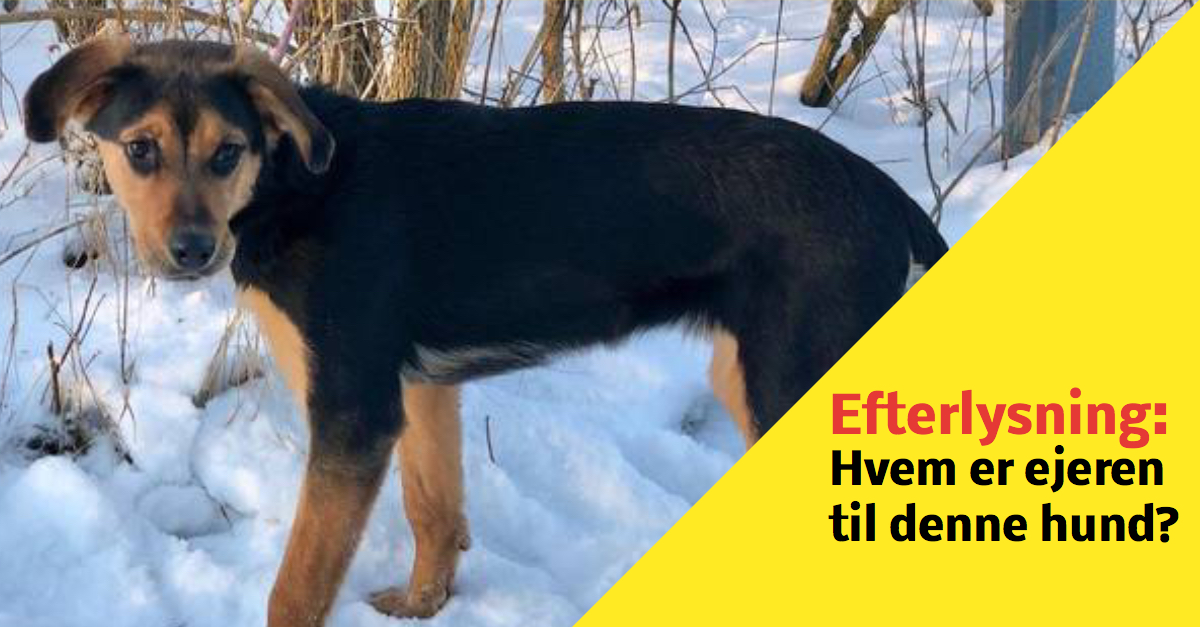 Hund fundet efterladt - Hvem savner denne hund?