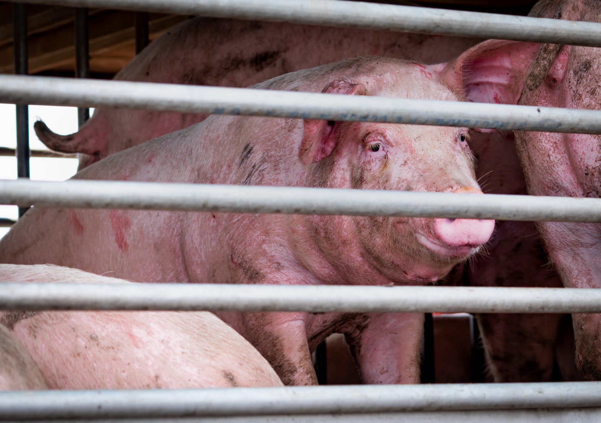 LIGE NU: To væltede grisetransporter skaber trafikale problemer