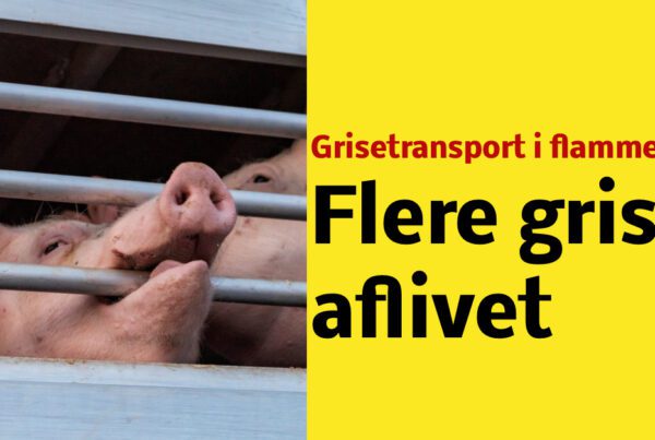 Grisetransport i flammer på motorvej: Flere grise aflivet