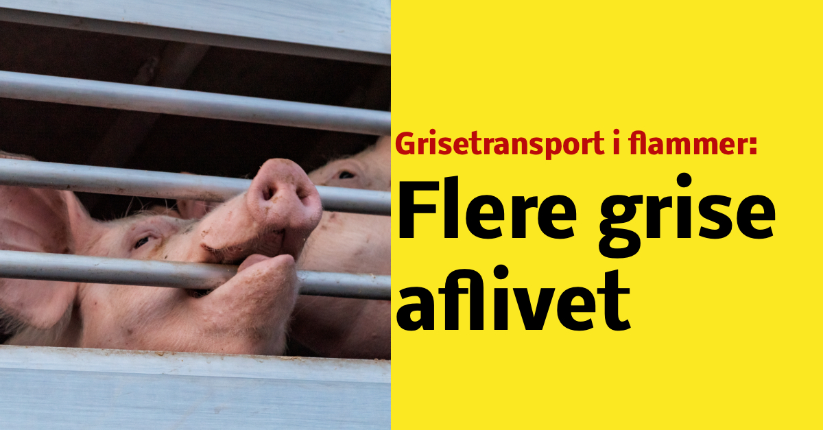 Grisetransport i flammer på motorvej: Flere grise aflivet