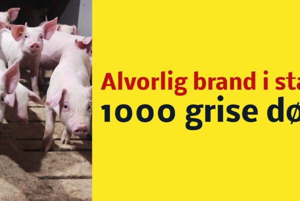 Voldsom brand i svinestald: 1000 svin døde