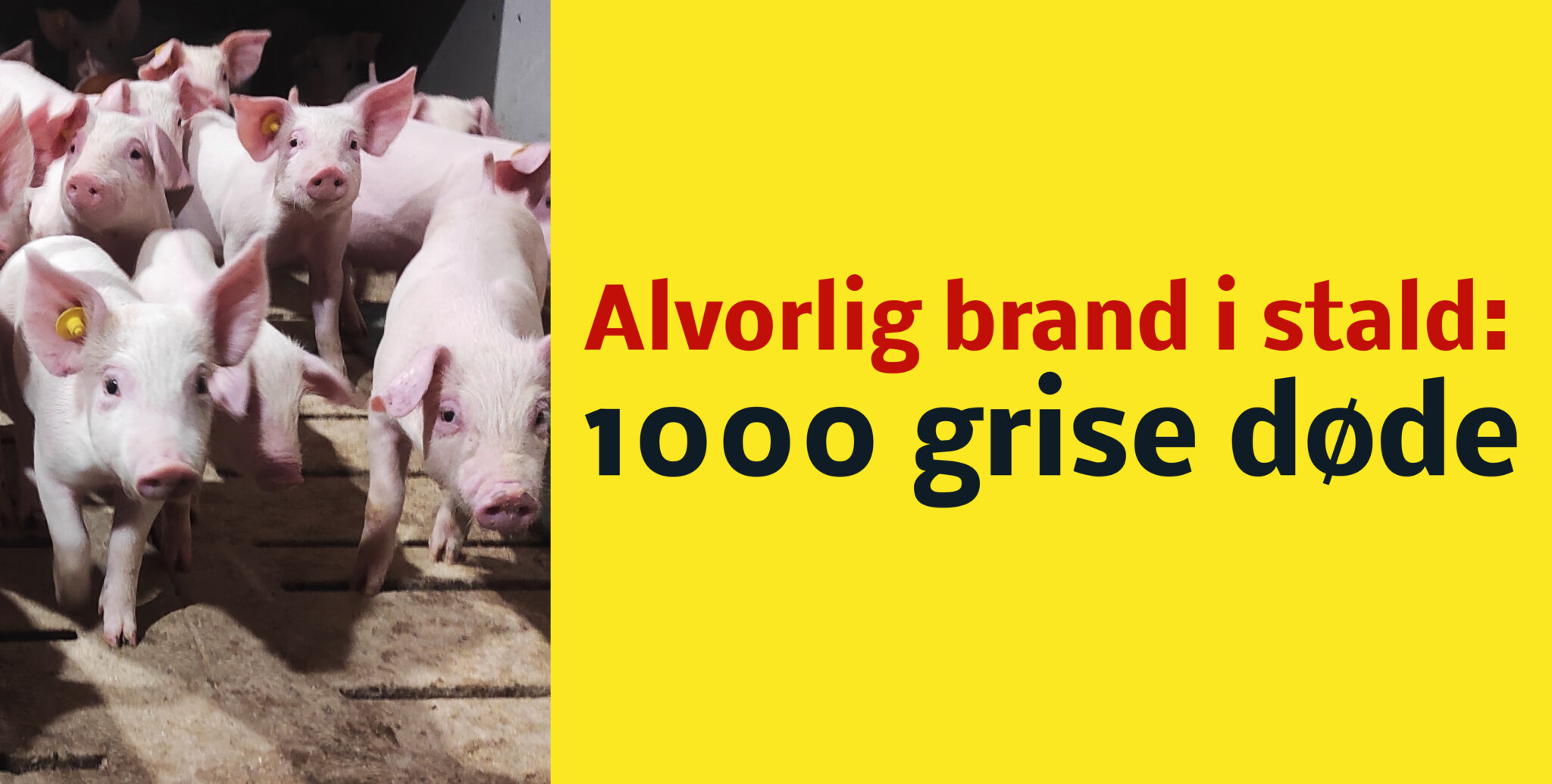 Voldsom brand i svinestald: 1000 svin døde