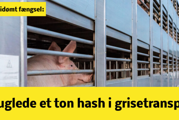 33-årig idømt fængsel: Et ton hash smuglet i grisetransport