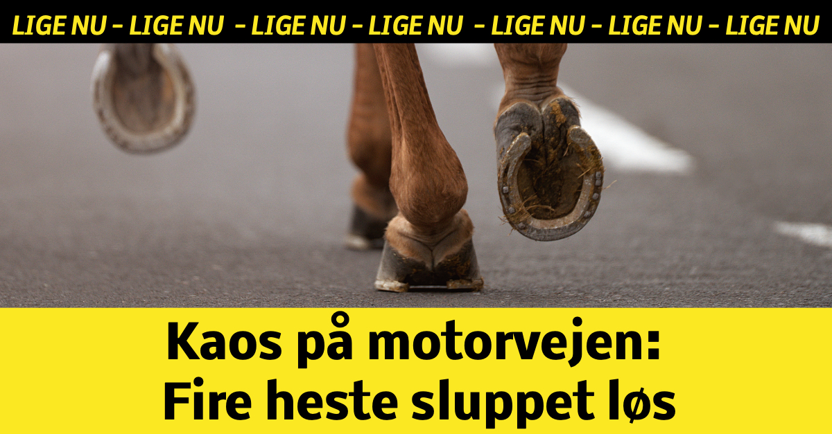 Kaos på motorvejen: Fire heste sluppet løs