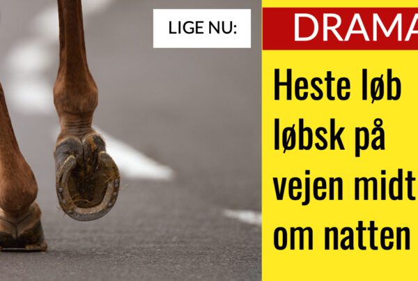 POLITI: Heste løb løbsk på vejen midt om natten