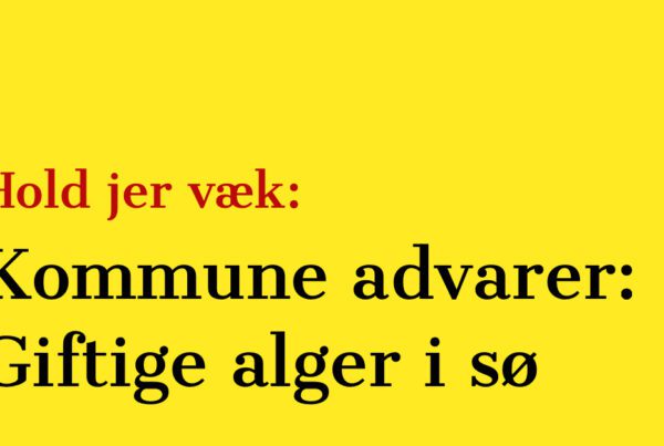 Kommune advarer: Giftige alger i sø - Hold jer væk
