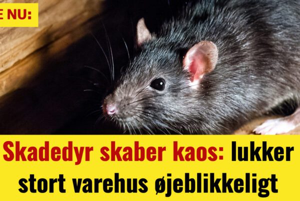 Skadedyr skaber kaos: lukker stort varehus øjeblikkeligt