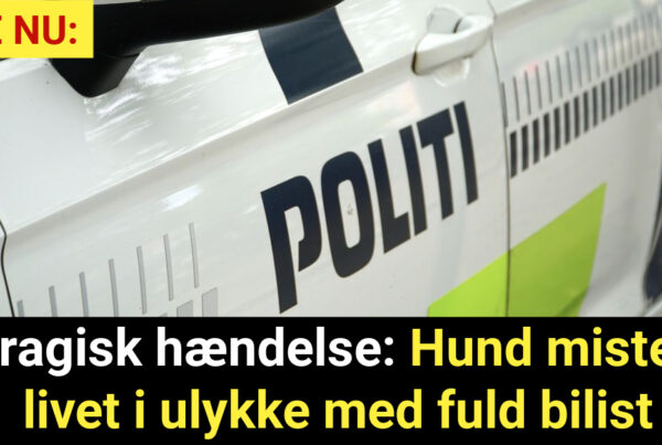Tragisk hændelse: Hund mister livet i ulykke med fuld bilist