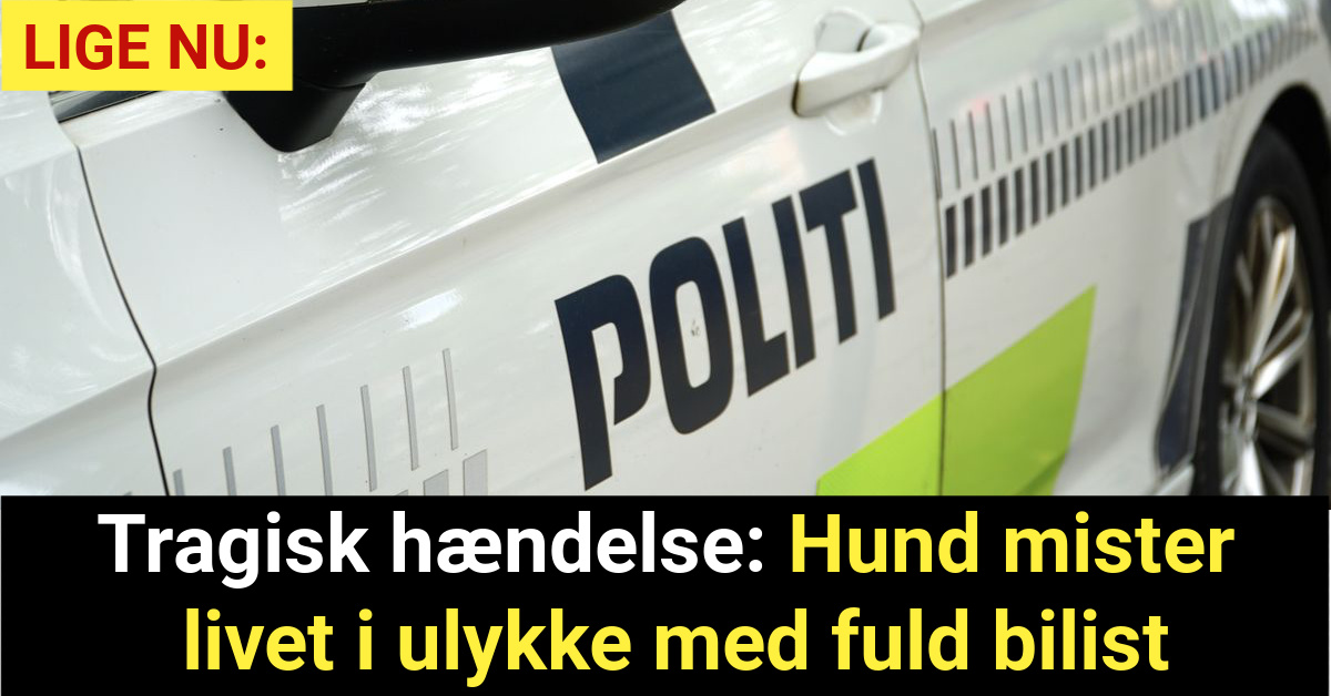 Tragisk hændelse: Hund mister livet i ulykke med fuld bilist