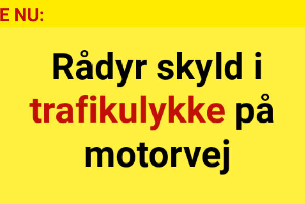 Rådyr skyld i trafikulykke på motorvej