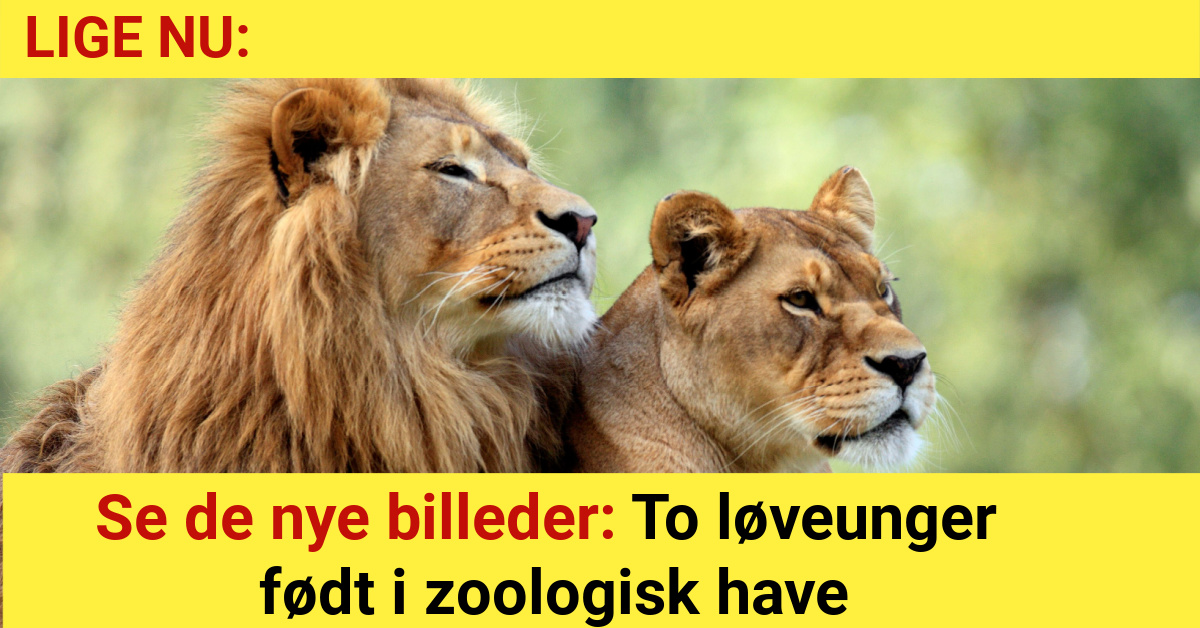 Se de nye billeder: To løveunger født i zoologisk have