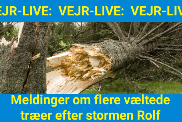 Flere meldinger om flere væltede træer efter stormen Rolf