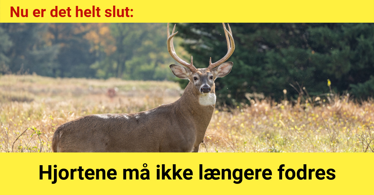 Det er helt slut: Hjortene må ikke længere fodres