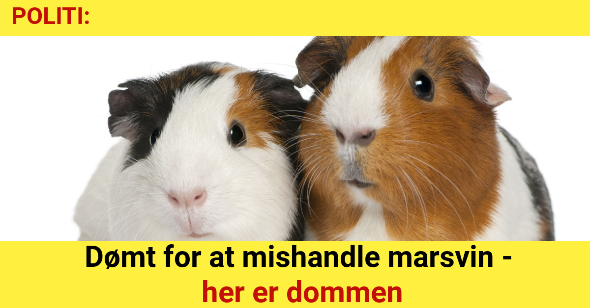 Dømt for at mishandle marsvin - her er dommen