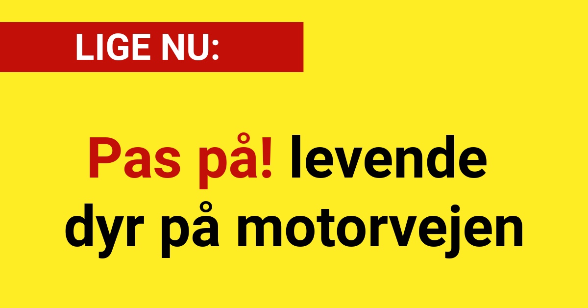 LIGE NU: Pas på! levende dyr på motorvejen - 112