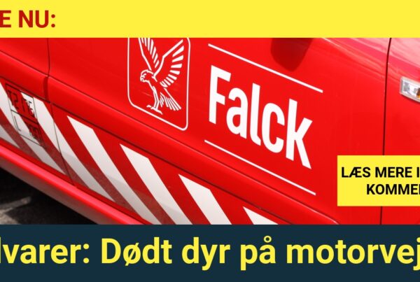 Advarer: Dødt dyr på motorvejen