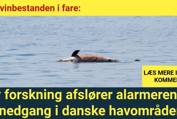 Marsvinbestanden i fare: