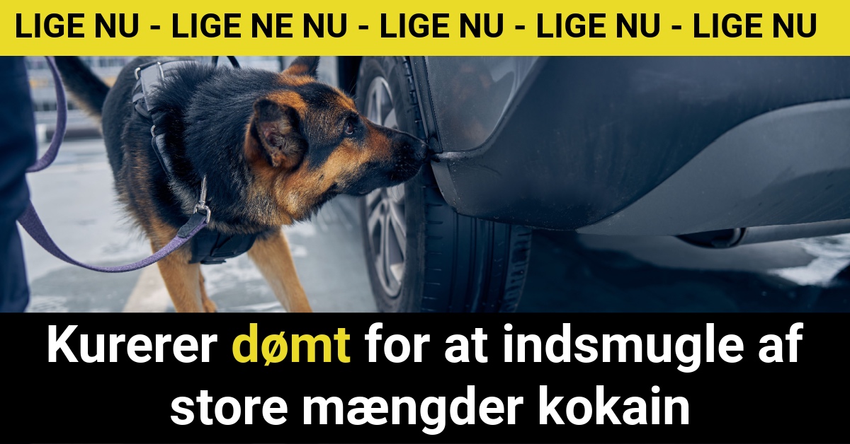 Politi: Kurerer dømt for at indsmugle af store mængder kokain - Krimi