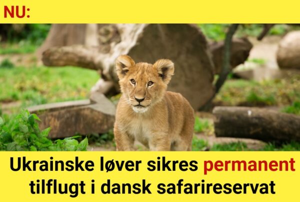 Ukrainske løver sikres permanent tilflugt i dansk safarireservat