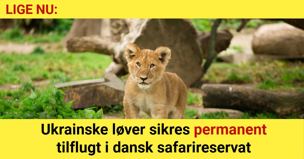 Ukrainske løver sikres permanent tilflugt i dansk safarireservat