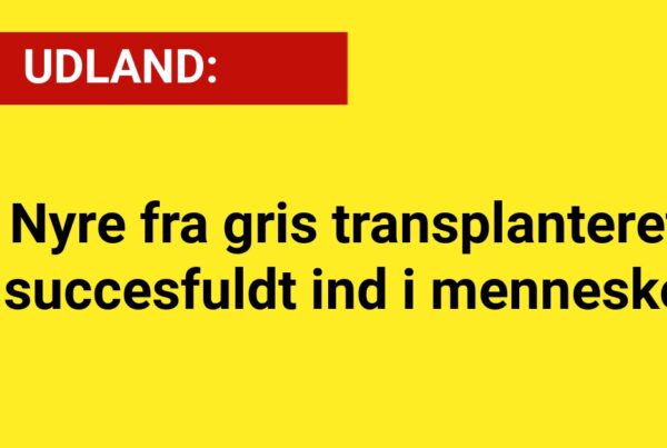UDLAND: Nyre fra gris transplanteret succesfuldt ind i menneske