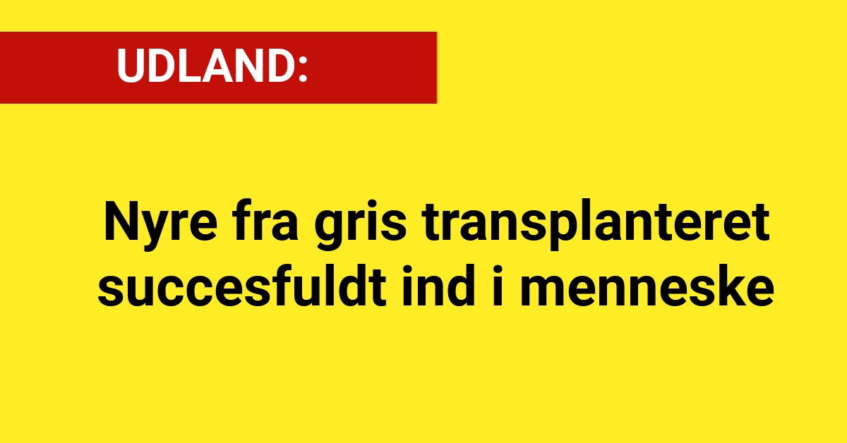 UDLAND: Nyre fra gris transplanteret succesfuldt ind i menneske