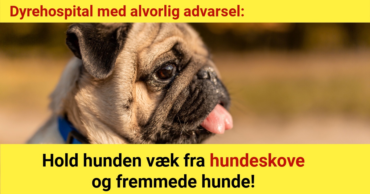 Dyrehospital med alvorlig advarsel: Hold hunden væk fra hundeskove og fremmede hunde