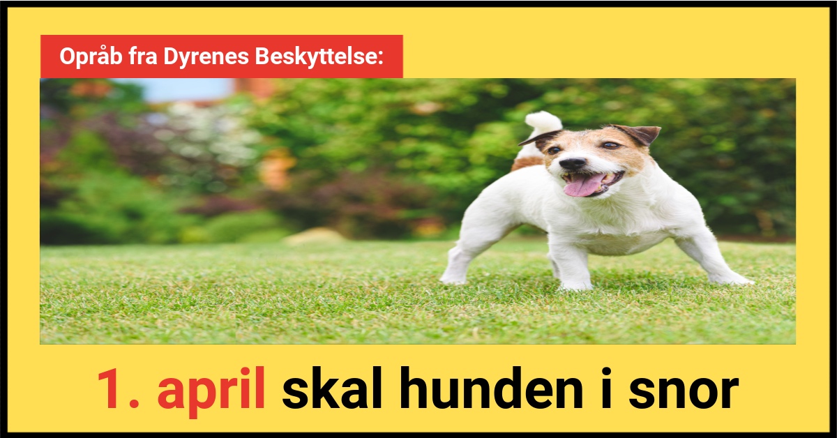 Opråb fra Dyrenes Beskyttelse: 1. april skal hunden i snor