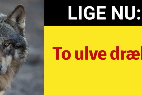 To ulve dræbt - Nyhed24.dk