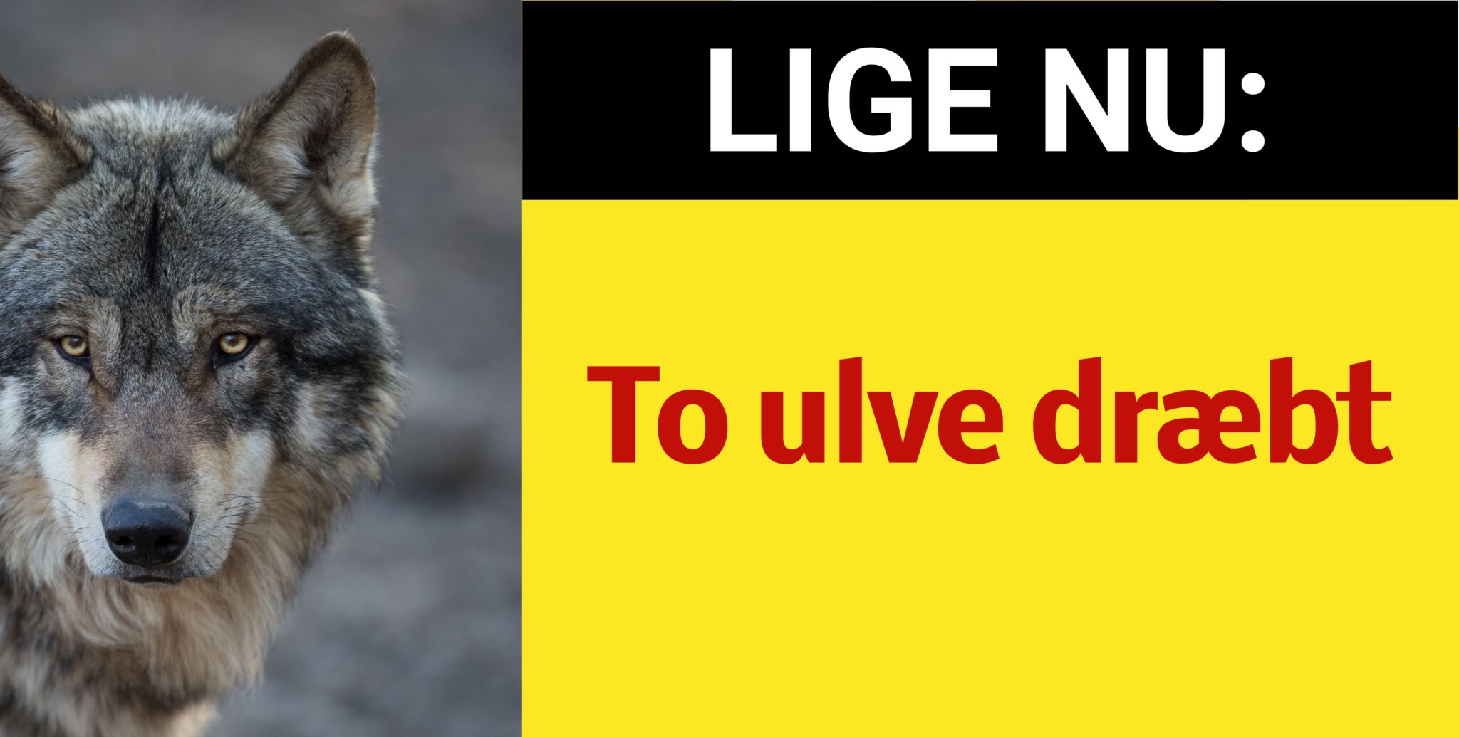 To ulve dræbt - Nyhed24.dk