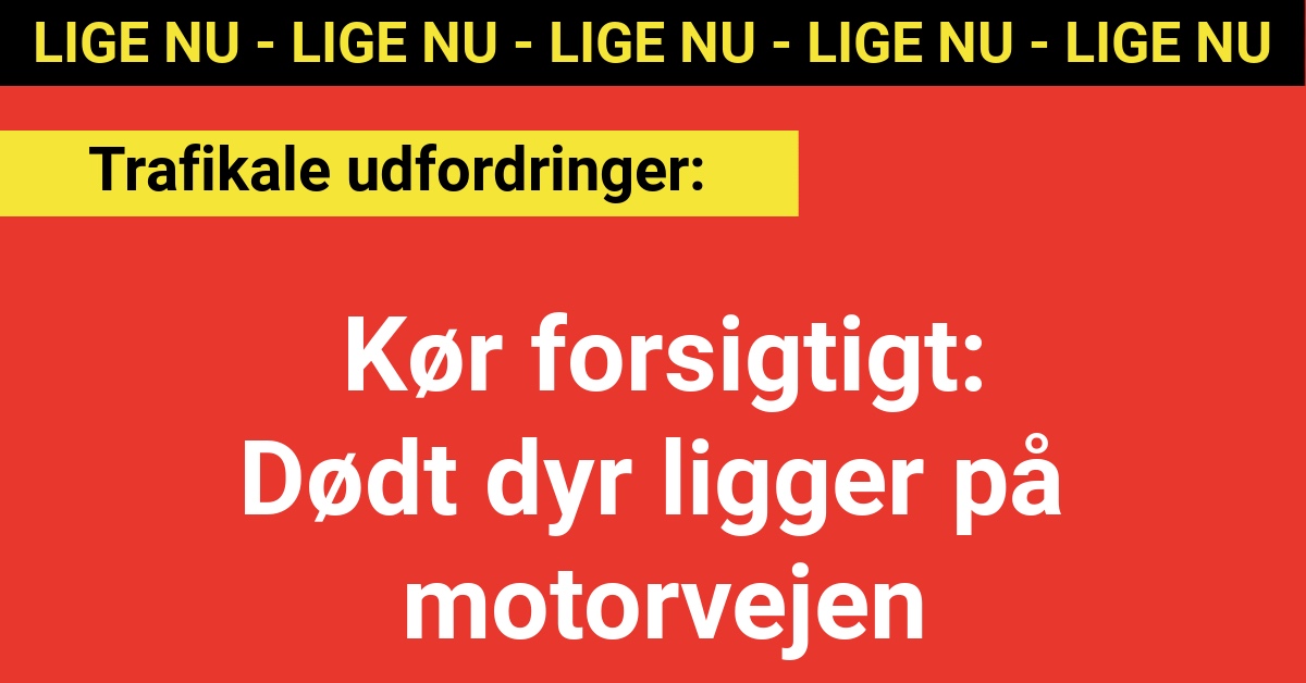 Kør forsigtigt: Dødt dyr ligger på motorvejen - Nyhed24.dk