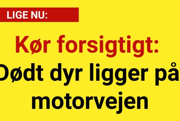 LIGE NU: Kør forsigtigt - Dødt dyr ligger på motorvejen