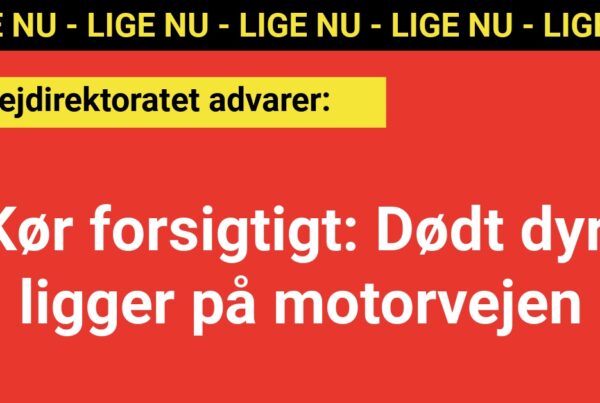 Kør forsigtigt: Dødt dyr ligger på motorvejen