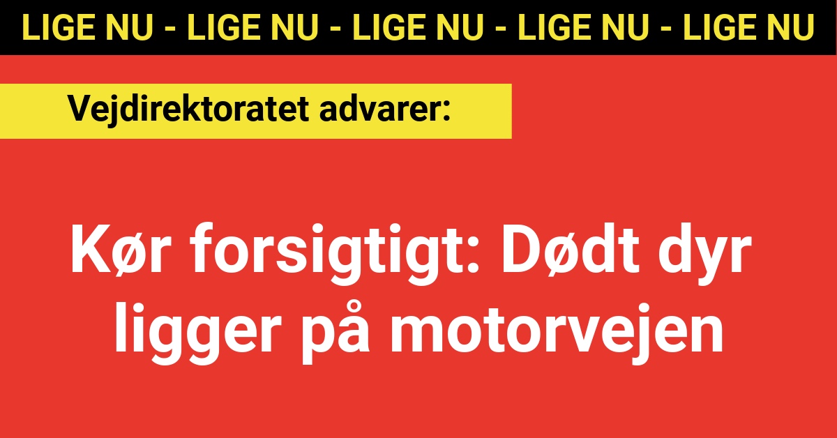 Kør forsigtigt: Dødt dyr ligger på motorvejen