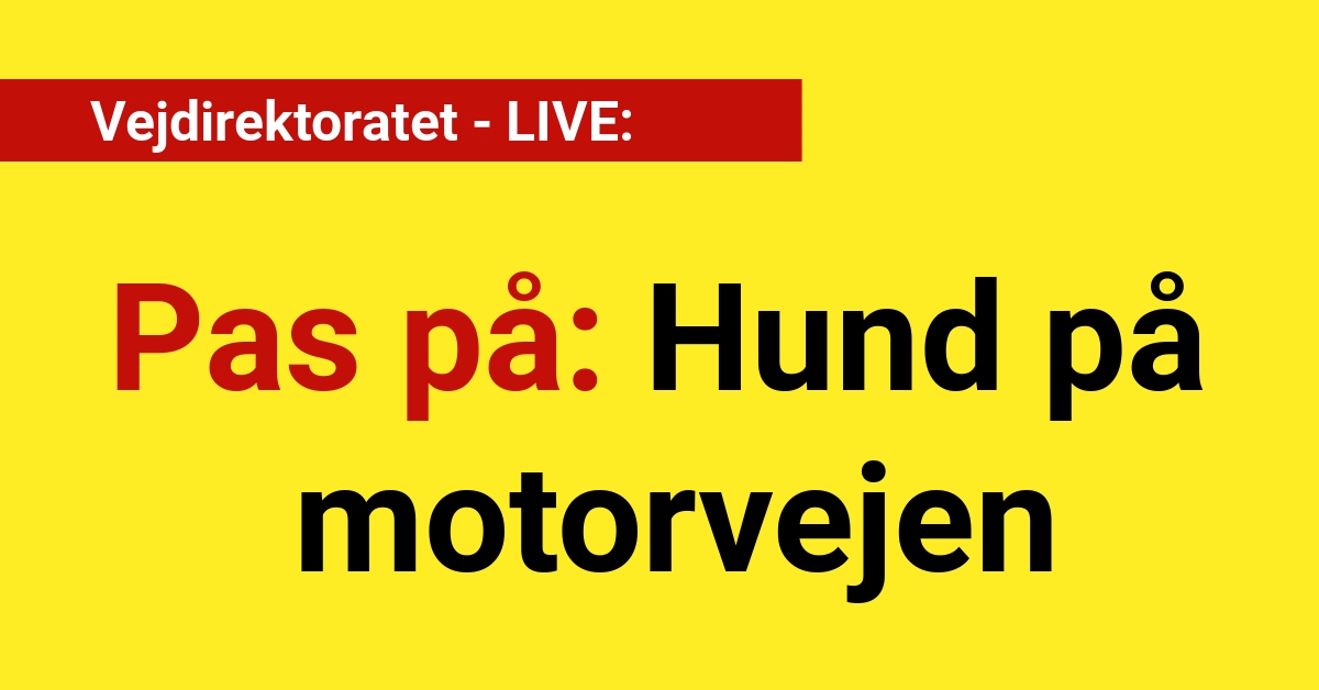 Pas på: Hund på motorvejen