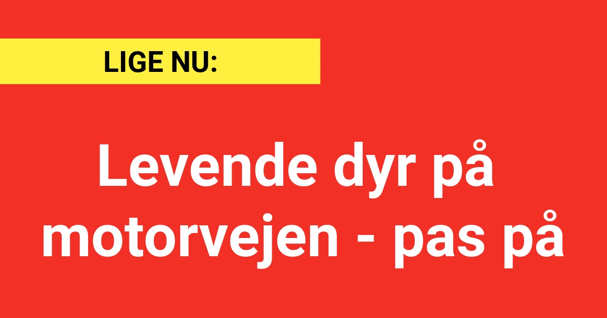 Levende dyr på motorvejen - pas på