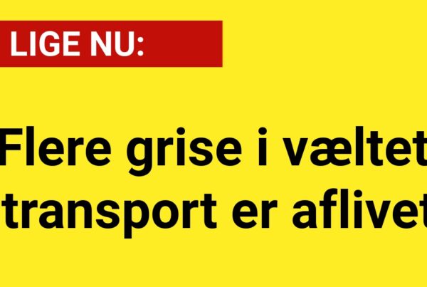 Flere grise i væltet transport er aflivet - 112