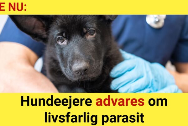 Hundeejere advares om livsfarlig parasit - Nyhed24.dk