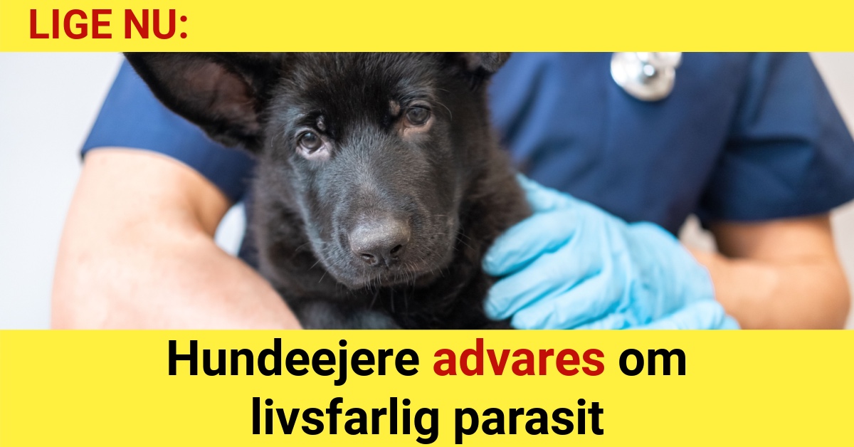 Hundeejere advares om livsfarlig parasit - Nyhed24.dk