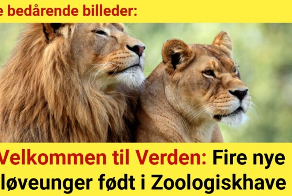 Velkommen til Verden: Fire nye løveunger født i Zoologiskhave