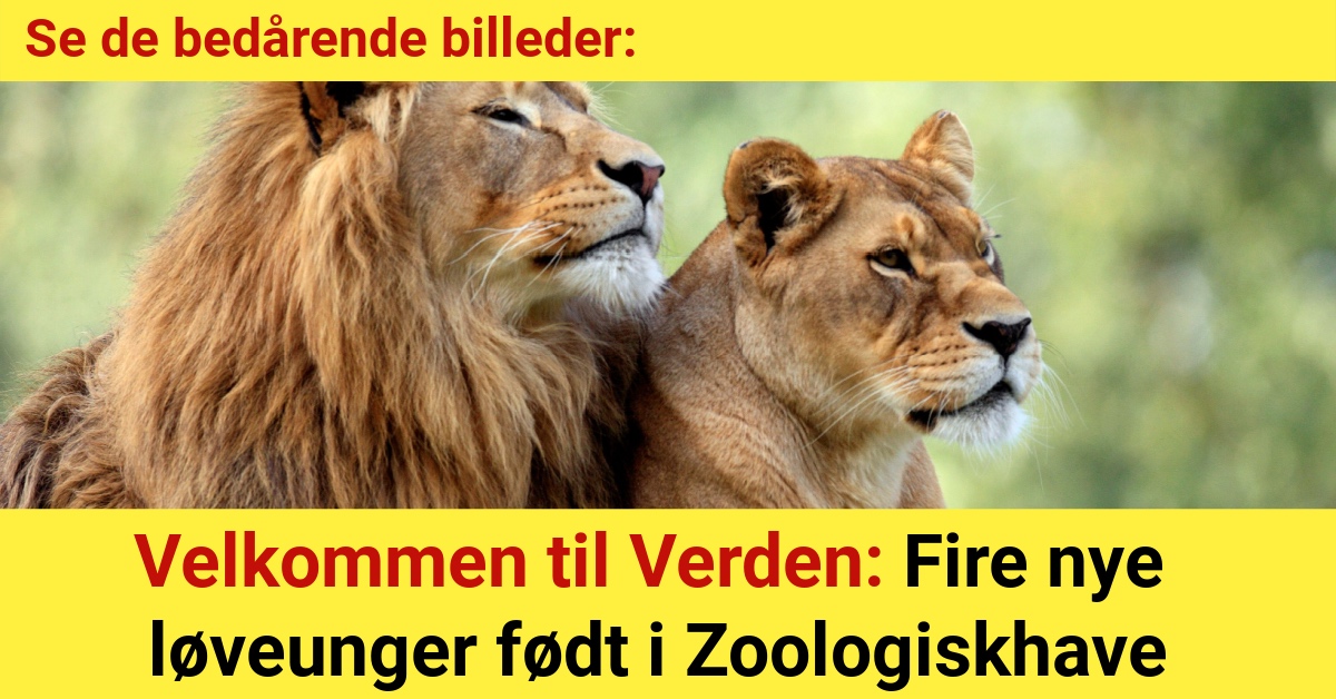 Velkommen til Verden: Fire nye løveunger født i Zoologiskhave