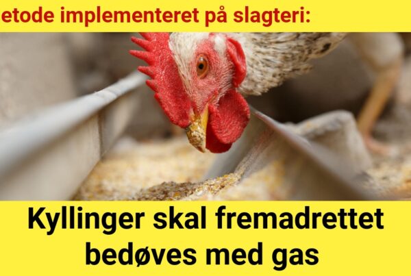 Ny metode implementeret på slagteri: Kyllinger skal fremadrettet gasbedøves