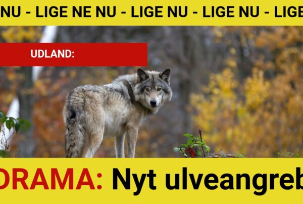 DRAMA: Nyt ulveangreb