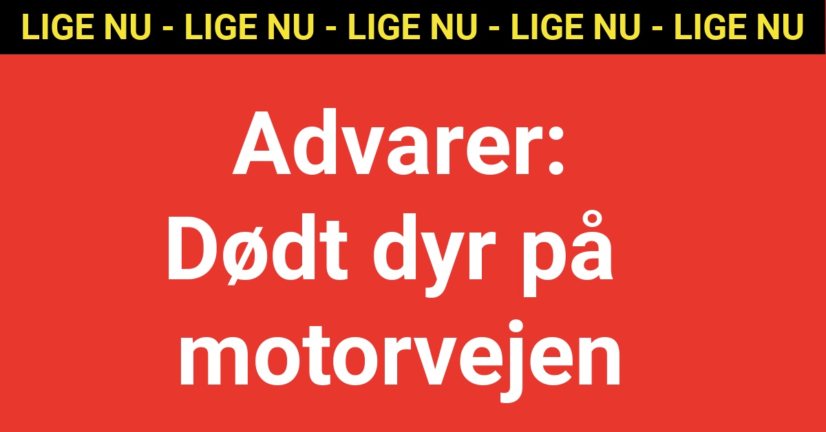 Advarer: Dødt dyr på motorvejen